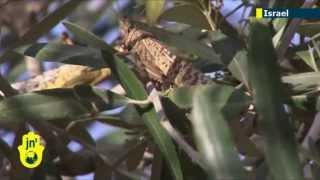 Passover locust plague: insects swarm southern Israel on eve of Jewish holiday