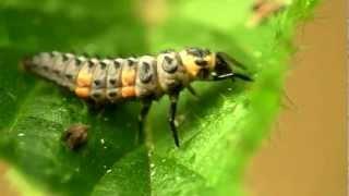 Larva of Seven-spot Ladybird or Seven-spotted Ladybug (Coccinella septempunctata) - Macro