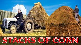 Vintage Farming in Ireland in the 1950s - Harvesting Oats - Traditional Farming Documentary