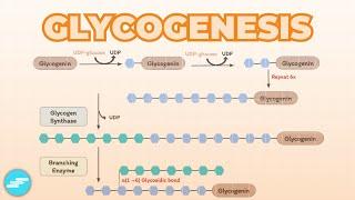 Glycogenesis (Glycogen Synthesis) | Metabolism