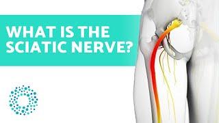 What is the SCIATIC NERVE? Sciatica or PAIN towards the LEG 