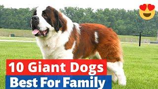 The 10 Best Giant Dog Breeds that make Great Pets 