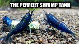 HOW TO SET UP A SHRIMP TANK  LIKE A PRO - The king of DIY visits Garden of Eder - Aquarium shrimp