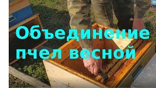 Объединение пчел весной