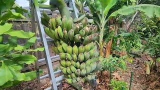 Harvesting The Largest Rack Of Blue Java Bananas!