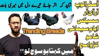 Australop Sussex Ayam cemani Or Ab Shamoo || Trending Fancy Hens 2021 in Pakistan  || #b4birds