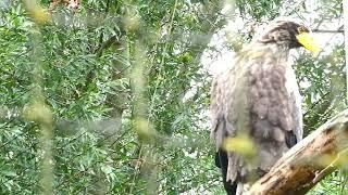 Marabou stork bird |eagle |buzzard |birds |netherlands zoo