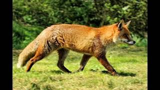 red fox sounds