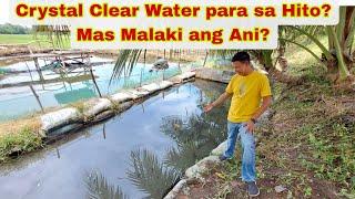 Hito Farming sa Spring Water, Lugi or Panalo sa Harvest?