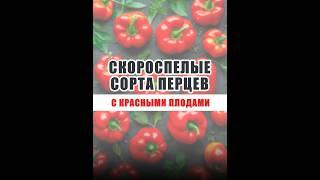 Скороспелые сорта перцев в красными плодами от агрофирмы Сибирский Сад #огород #сад #овощи #дача