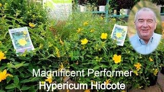 Hypericum 'Hidcote' //Magnificent, Highly Reliable Performer, with BRILLIANT Golden Yellow Flowers