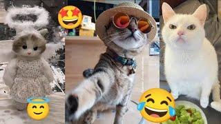 Самые смешные животные  / Приколы с котами 2023  #2