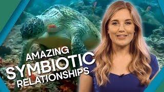 Extreme Animal Relationships | BBC Earth Explore