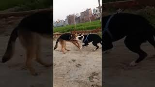 pitbull vs German #pitbulllife #pitbull #pitbulldog #pitbullofficial #germanshepherd #german