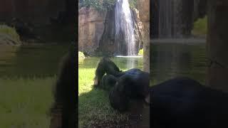 In A Hurry To Rest / Walking Gorilla #gorilla #gorillatag  #shortsyoutube