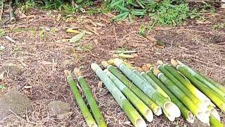 mencari bambu untuk buat lemang