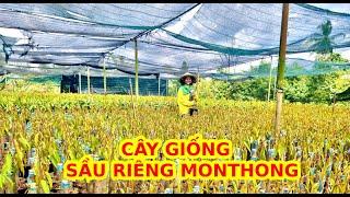 MUA CÂY GIỐNG SẦU RIÊNG THÁI Ở ĐÂU CHẤT LƯỢNG - CÁCH CHỌN CÂY GIỐNG SẦU RIÊNG THÁI.