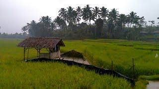 Heavy rain after a long dry season in a village in West Java, Indonesia