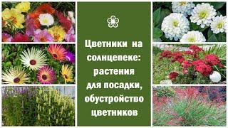  Цветники на солнцепеке: растения для посадки, обустройство цветников