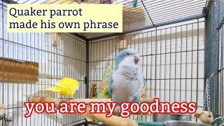 Quaker Parrot Talking with owner like a human | Parrot made up his own phrase