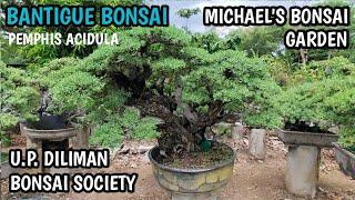 MICHAEL'S BONSAI GARDEN+U.P. DILIMAN BONSAI SOCIETY+BANTIGUE BONSAI