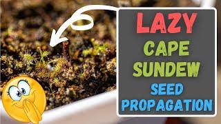 Cape Sundew Lazy Seed Propagation Results - Unusual Way To Grow Drosera Capensis From Seed!