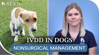 Nonsurgical Management of IVDD || Is Your Dog a Candidate?