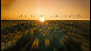 "Flight of the Sunflowers" Cinematic FPV [ 4K ]