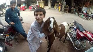 SILLANWALI.EID/BAKRA MANDI/DRONE/4K/HD/2020