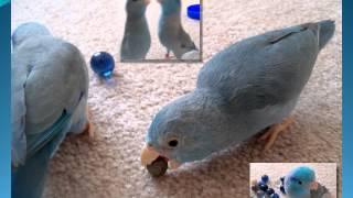 Meet the Parrotlets - An introduction to The Parrotlet