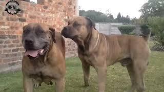 Real Boerboels - The Courtship ️