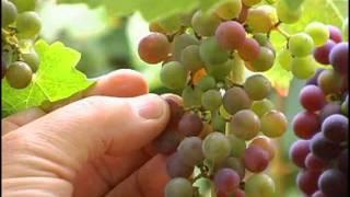 A Napa Cabernet Vineyard in early August I Michael J. Neal Viticultural Services