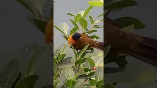 Hunting... ! The Ruby-throated Bulbul | #wildlife #bird #shorts #animal