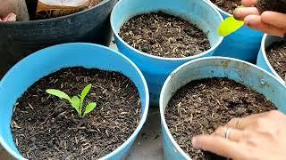 Kebun rumahan | pindah tanam sawi pahit | buat pupuk cangkang telur #gardening #malaysia