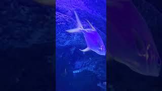 Big Fish in the Aquarium #bigfish #fishshorts #shortsvideo #shortsturkey