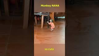 Monkey NANA steals food in the house #monkeyfamily #monkey #smartmonkey #shorts #monkeyvideo