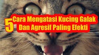 WoOoOWWww... Inilah Cara Mengatasi Kucing Galak Dan Agresif Paling Efekti!!!