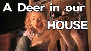 There was a deer in our house!