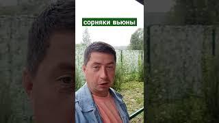 Сорняки Вьюны #сад #сорняки #shorts #паримжарим