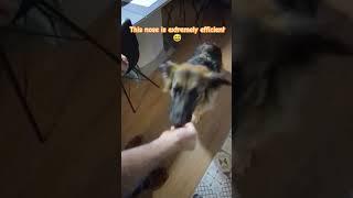 Shiva's superpower ‍ #dog #germanshepherd #dogshorts #doglover #funnydog #doglife #funny