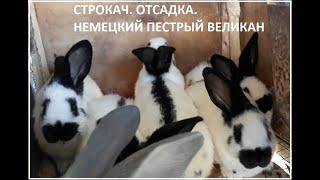 Строкачи отсадка. Немецкий Пестрый Великан. Два месяца.