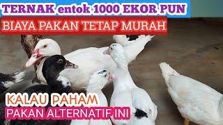 Ternak entok 1000 ekor pun biaya pakan tetap murah kalau paham pakan alternatif jenis ini