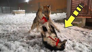 Свирепый волк подошел к собаке и напал. А потом случилось невероятное!