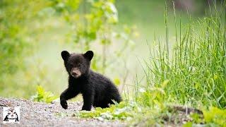Baby Black Bear Cubs Playing Compilation