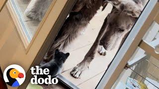 Tiny Chihuahua Scares Giant Great Dane | The Dodo