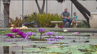 Balboa Park's lily pond and lagoon