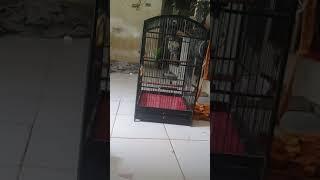 Nyawang manuk jos