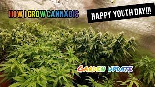 How i grow cannabis at home. YOUTH DAY UPDATE!!!