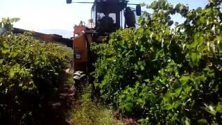 OXBO 6120 Grape Harvester