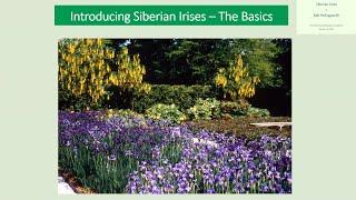 Introducing Siberian Irises - The Basics